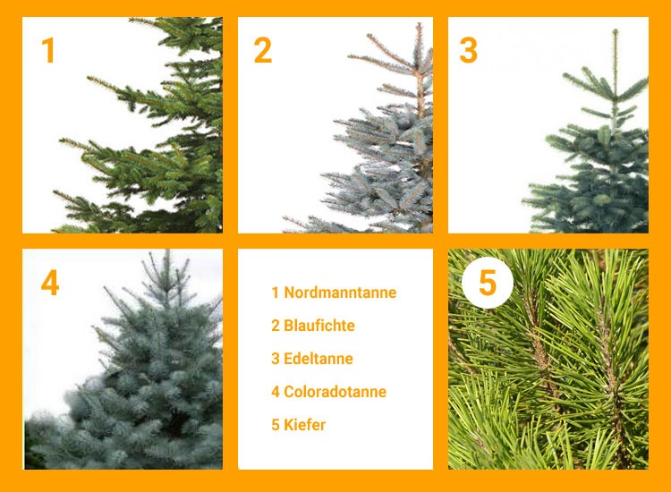 Weihnachtsbaum Richtig Aufstellen Wohn Journal