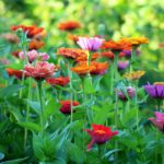 zinnia, flowers, flower background