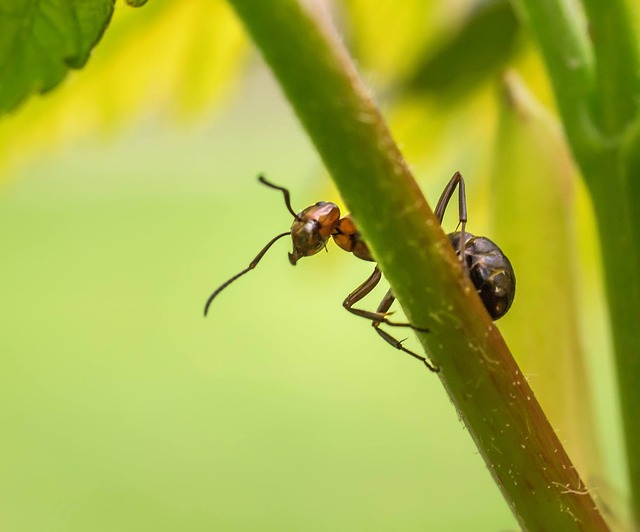 Wie Vertreibt Man Ameisen