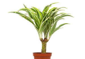 Dracaena