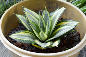 Sansevieria