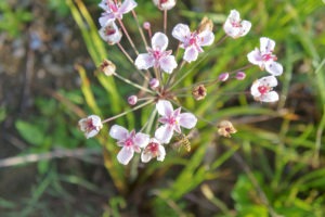 Schwanenblume