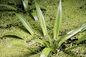 Wasseraloe