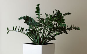 Zamioculcas