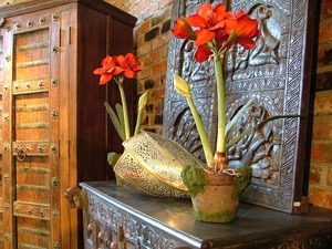 amaryllis