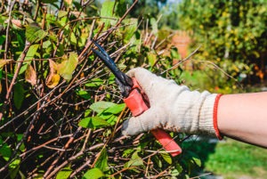 arbeitsschutz-herbst-garten