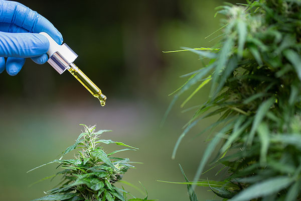 aromaoele-mit-cbd