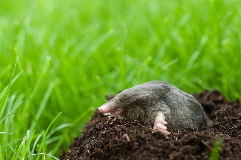 Maulwurf Bek Mpfen Hausmittel 2144 maulwurf im garten vertreiben statt bek 228 mpfen wohn journal Maulwurf Bek Mpfen Hausmittel 2144 maulwurf im garten vertreiben statt bek 228 mpfen wohn journal
