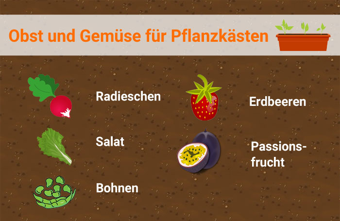 pflanzkasten-obst-gemuese