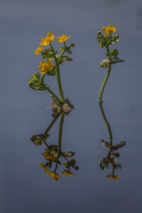 Sumpfdotterblume