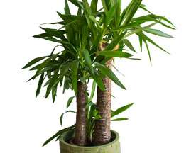 yucca-palme